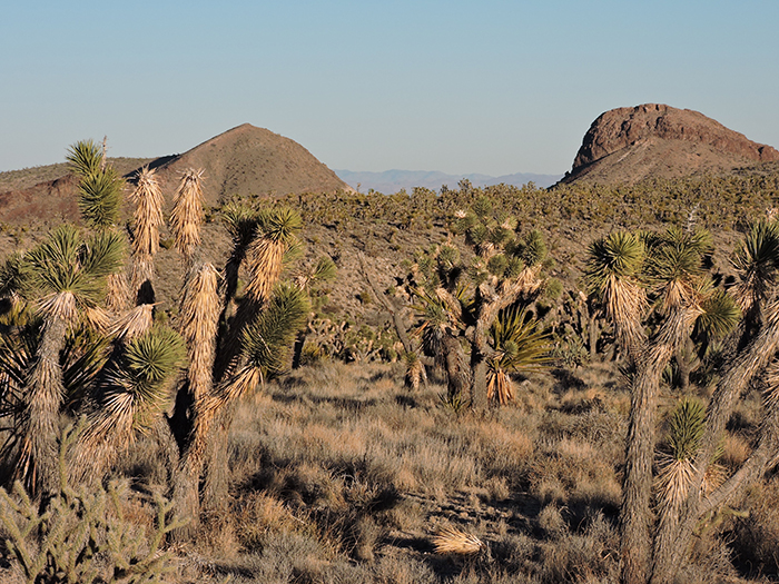 Castle Mtns