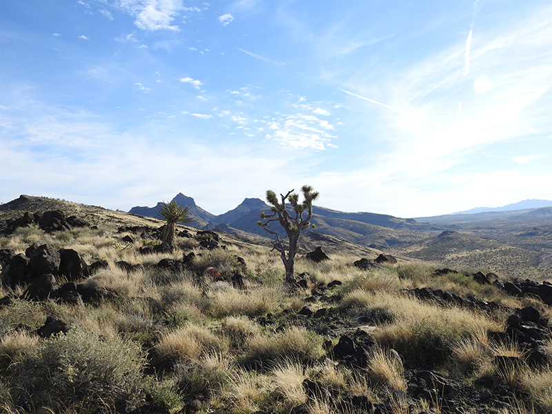 Castle Mtns