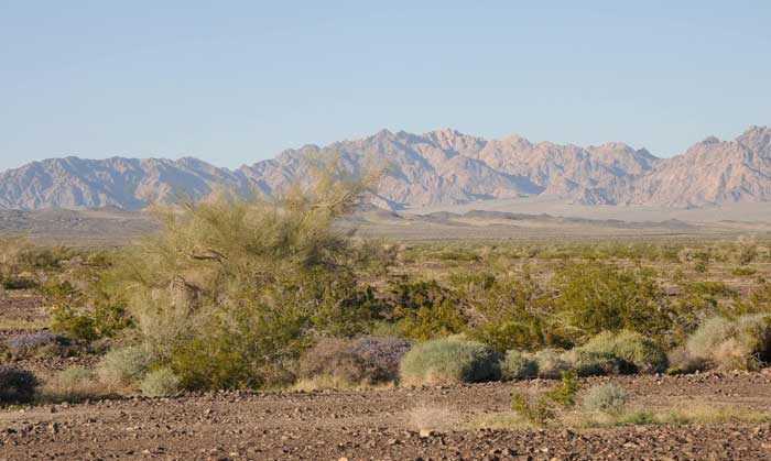 Desert Sunlight