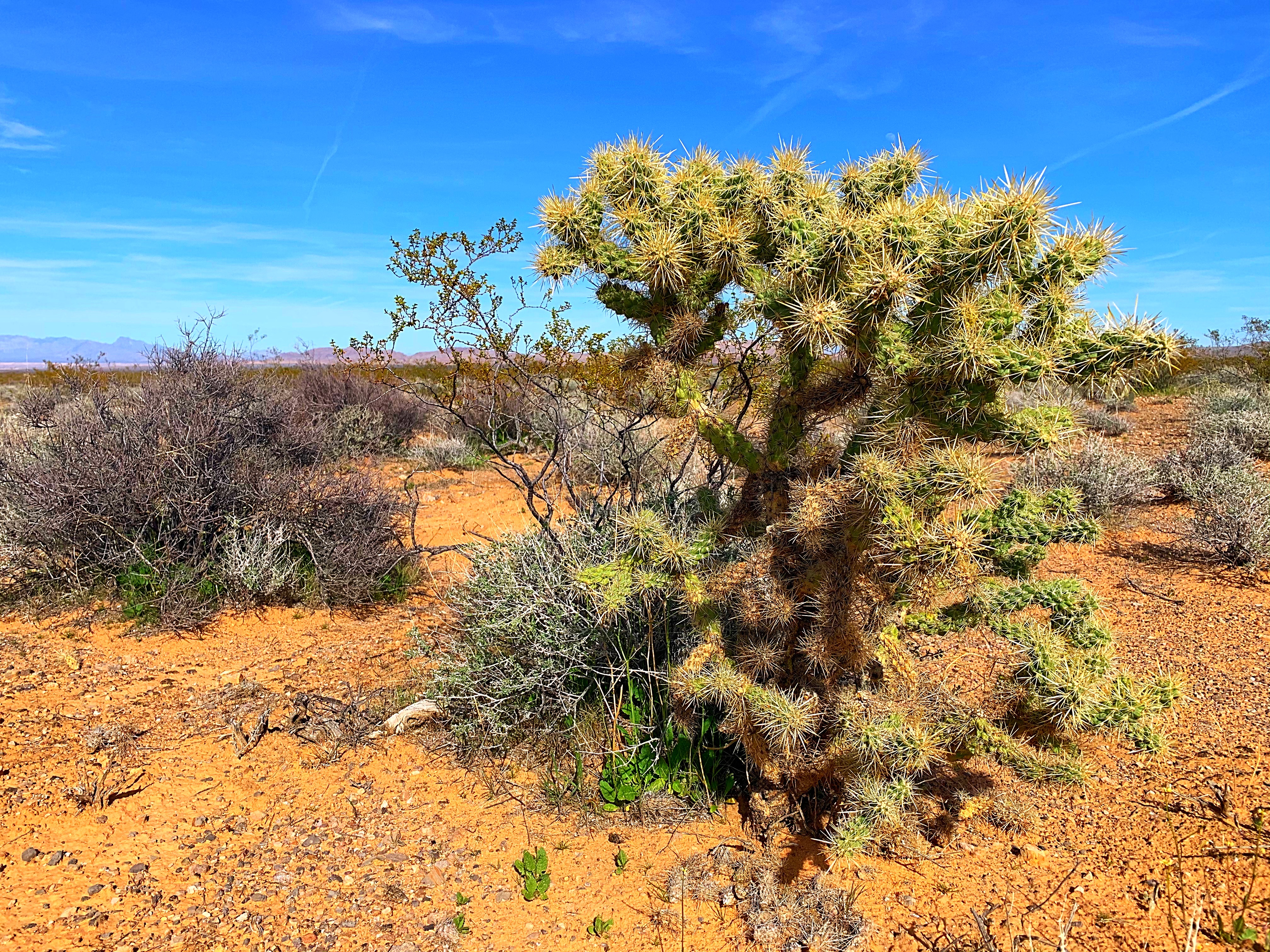 cholla