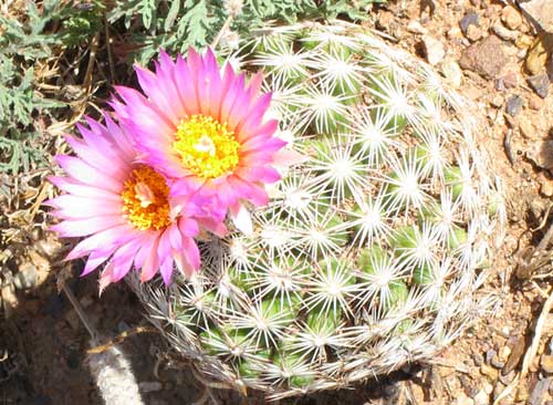 [http://www.basinandrangewatch.org/images/Mammilaria-AZ.jpg]