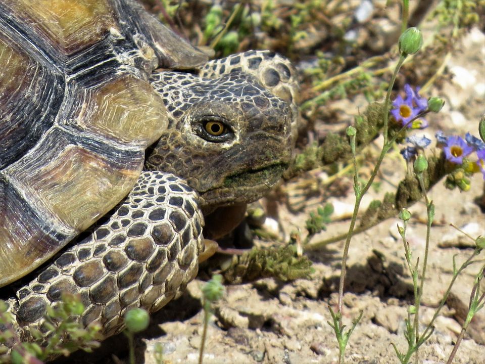 tortoise