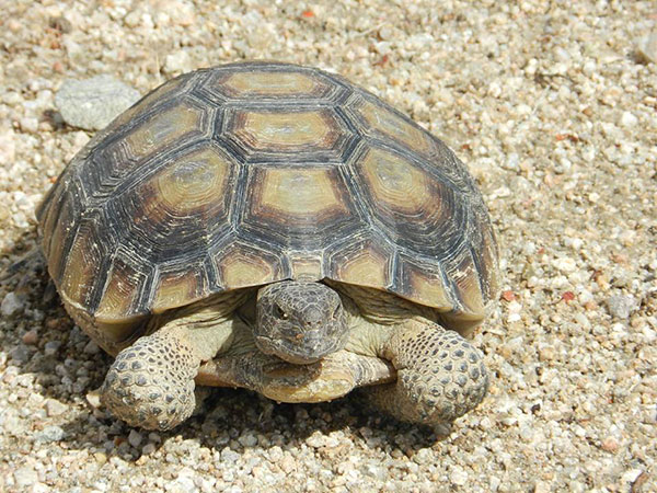 tortoise