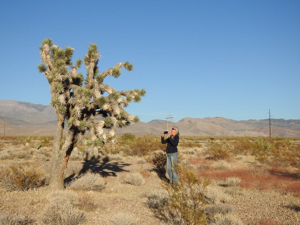 Joshua tree