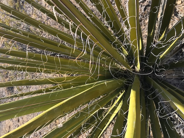 yucca