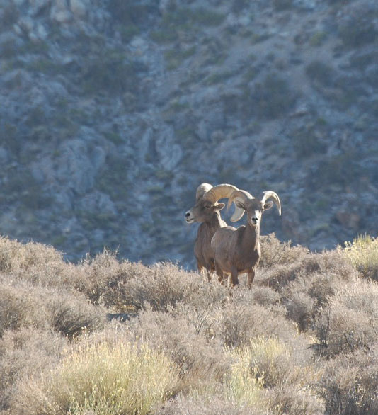 bighorn rams