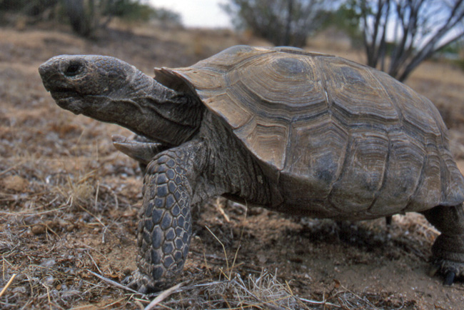 Desert tortoise