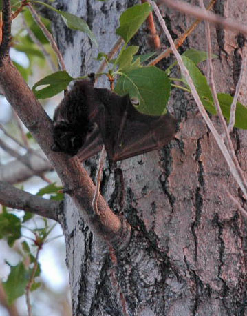 Hoary Bat Wind Energy Mortality
